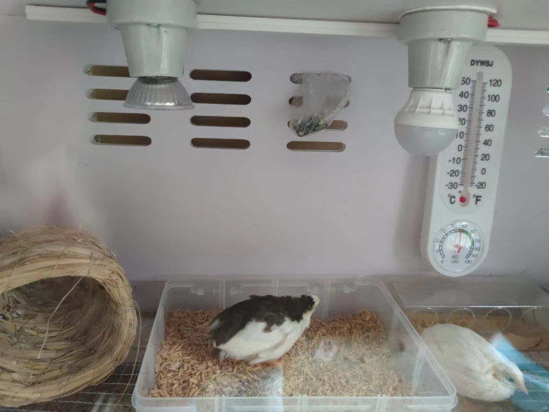 宠物饲养箱温湿度监测